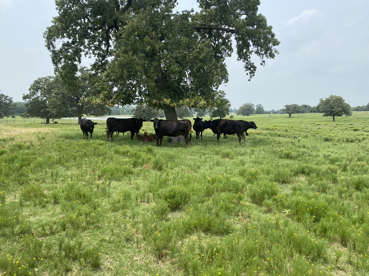 Cattle standing in the shade of a live oak in an open pasture