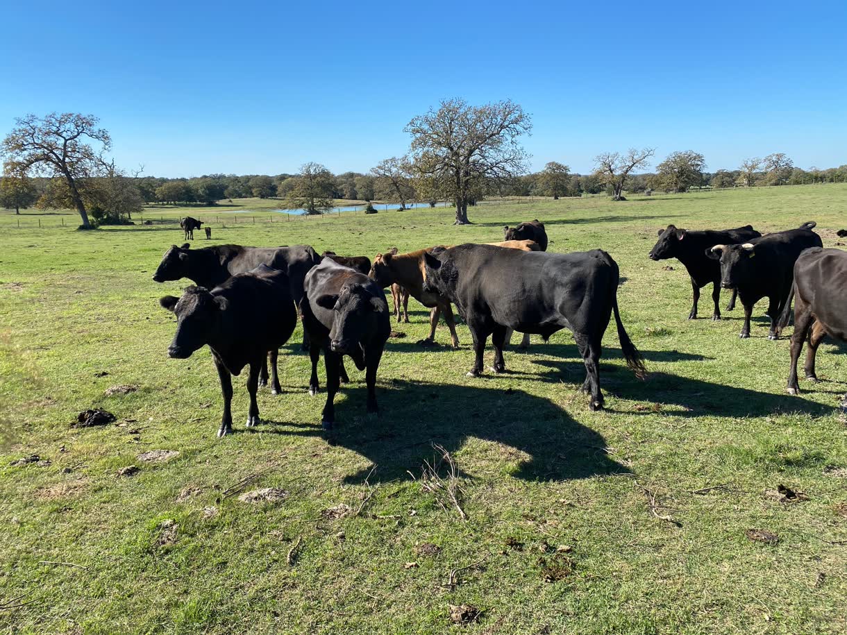 Cattle grazing in an open pasture with a stock pond and oaks on the horizon